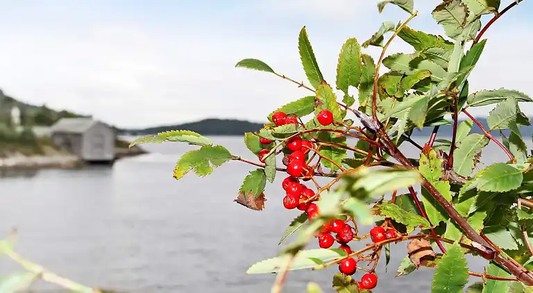 Holiday home in Andvik