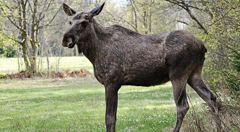 Sommerhus i Torsby V