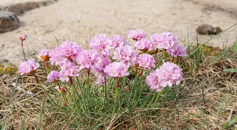 Holiday home in Hunnebostrand