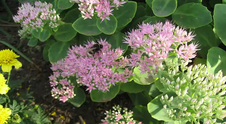 Ferielejlighed i Kühlungsborn