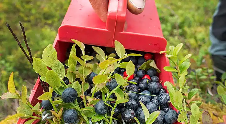 Sommerhus i Varberg Ö