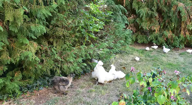 Herregård i Saint-James