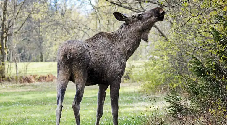 Sommerhus i Varberg Ö