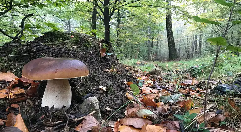 Sommerhus i Oignies-en-Thiérache
