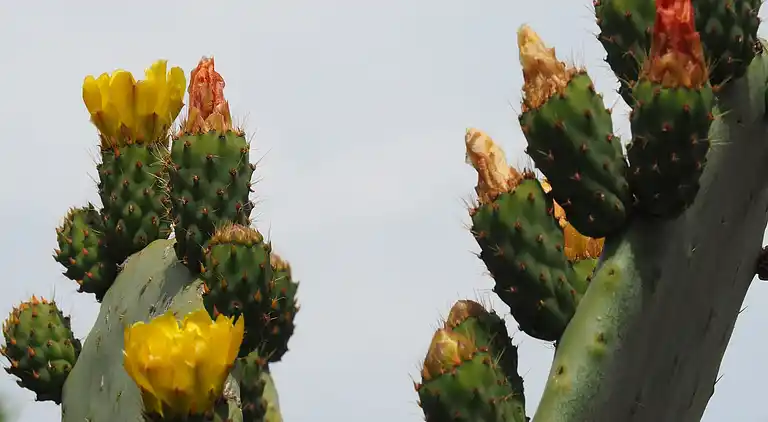 Herregård i Cala Llonga