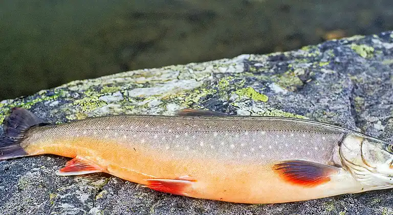 Holiday home in Lenvik Municipality