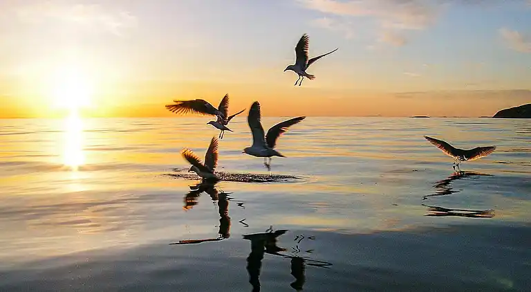 Holiday home in Lenvik Municipality