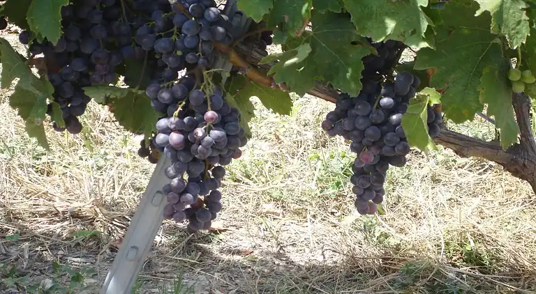 Villa in Saumane-de-Vaucluse