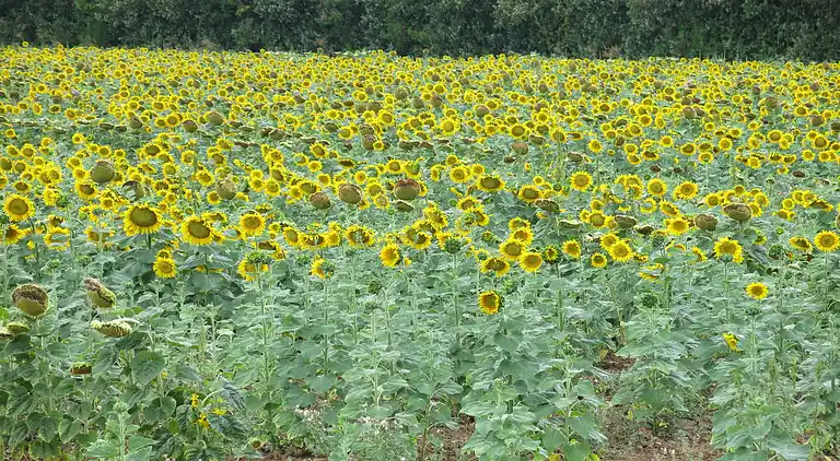 Villa in Saumane-de-Vaucluse