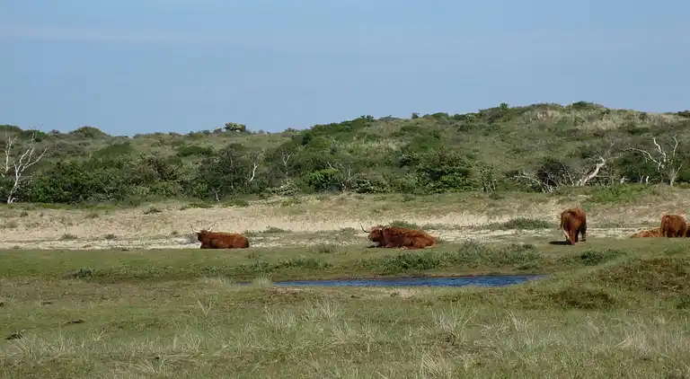 Sommerhus i Zandvoort