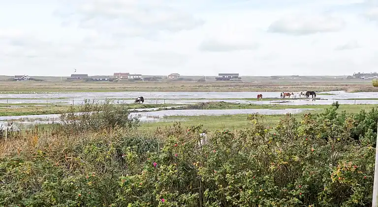 Sommerhus i Blåvand
