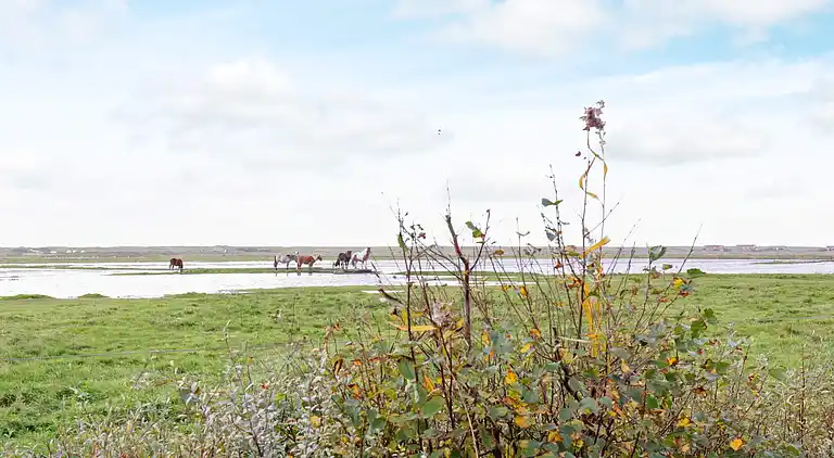 Sommerhus i Blåvand