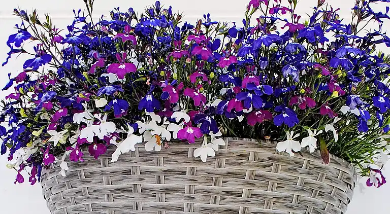 Semesterbostad i Kraksletta