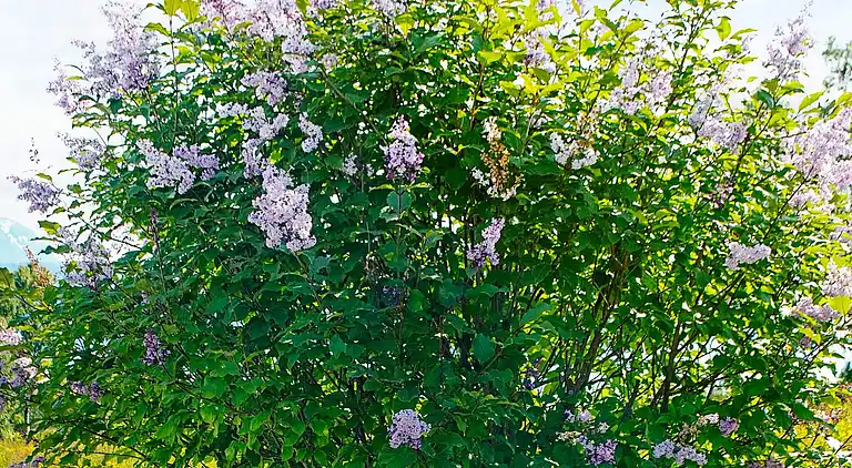 Semesterbostad i Kraksletta