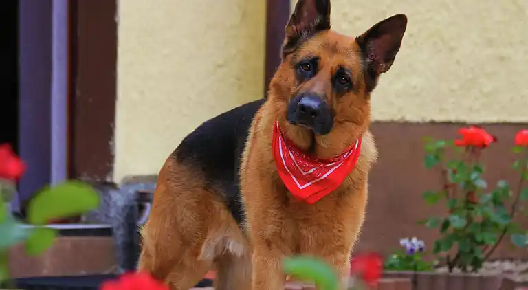 Apartment in Piesendorf