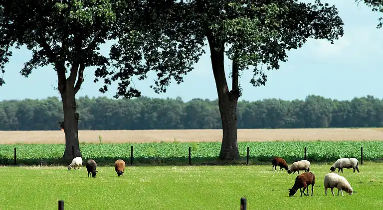 Sommerhus i Hoogersmilde