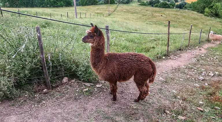 Farm house in Umbertide