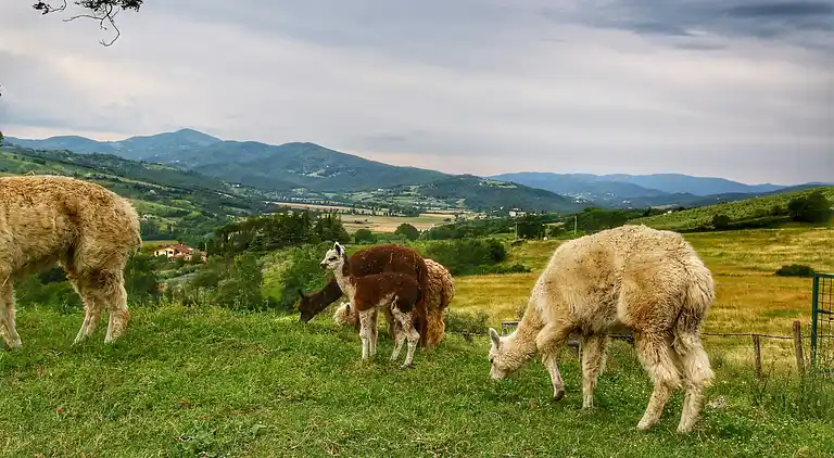 Farm house in Umbertide