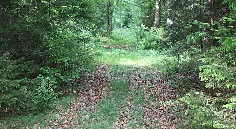 Sommerhus i Ludwigsreut