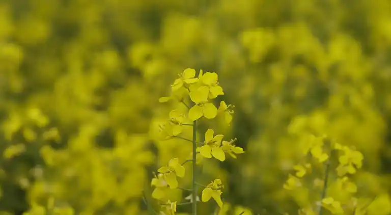 Bungalow i Diedrichshagen