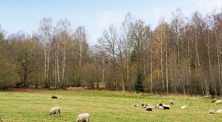 Sommerhus i Varberg Ö