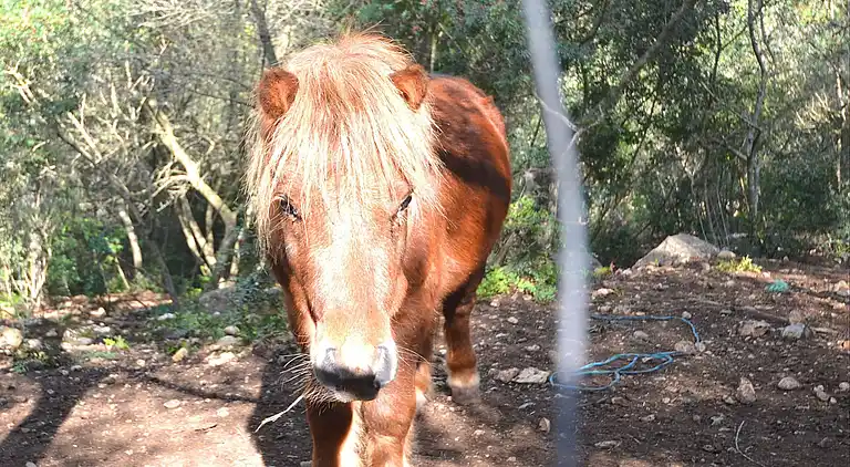 Manor house in Maria de la Salut