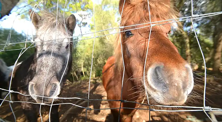 Manor house in Maria de la Salut