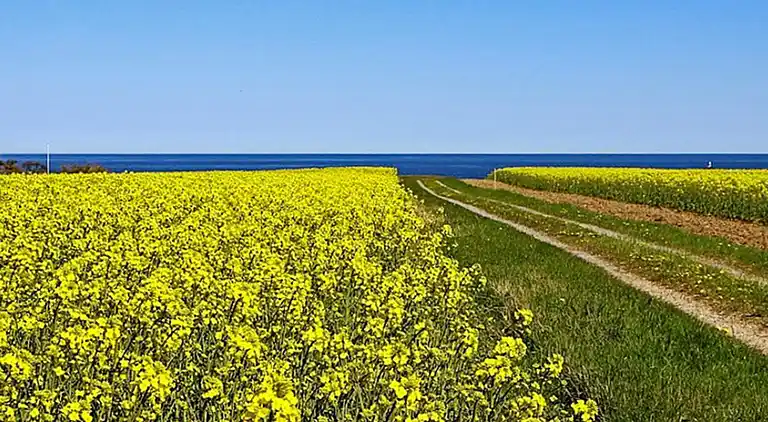 Sommerhus i Simrishamn V