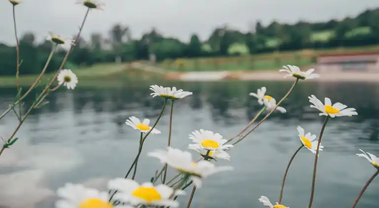 Cottage in Monclar-de-Quercy