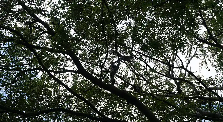 Campaya test property