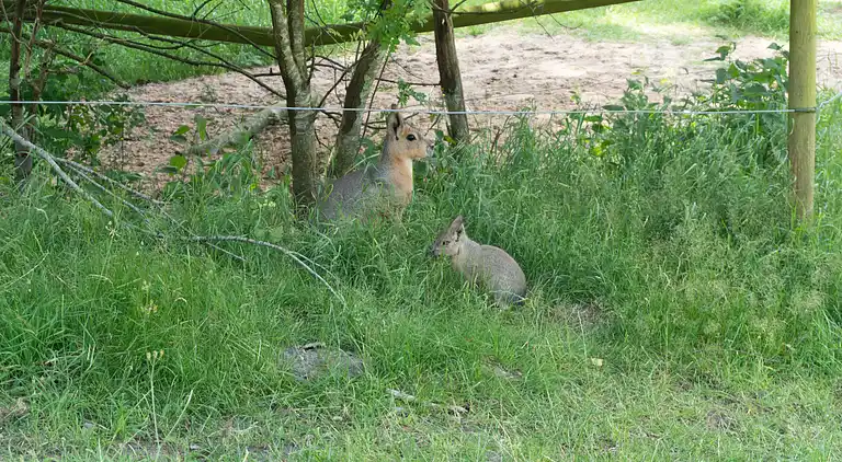 Campaya test property