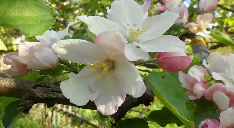 Apartment in Alt Bukow
