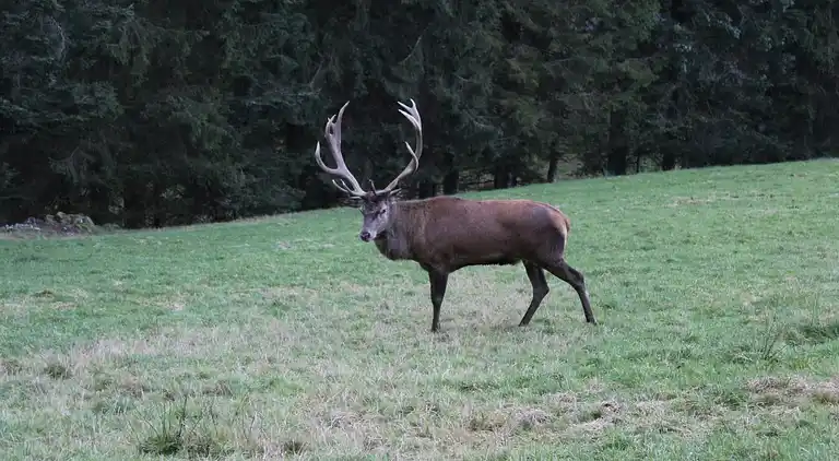 Ferielejlighed i Klosterreichenbach