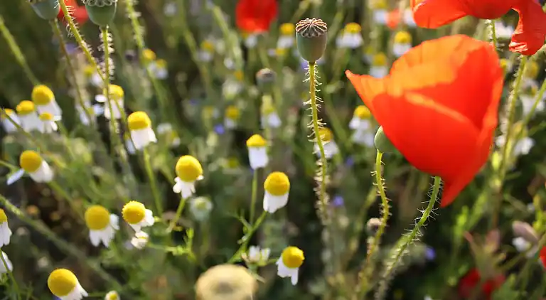 Apartment in Alt Farpen