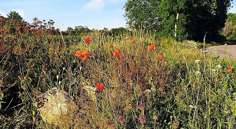 Casa vacanze in Borgholm C