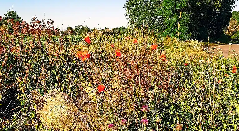 Sommerhus i Borgholm C