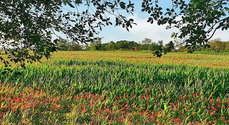 Sommerhus i Borgholm C
