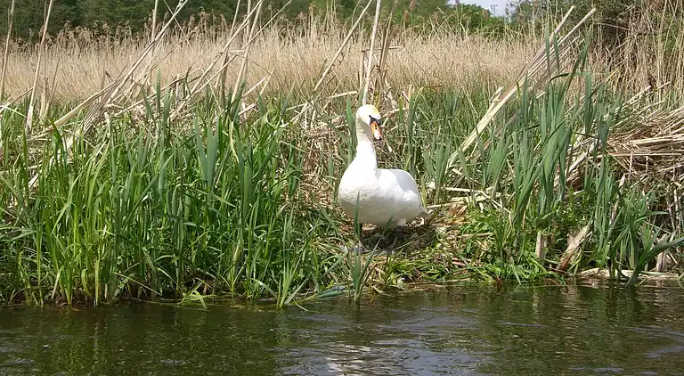 Ferielejlighed i Kühlungsborn