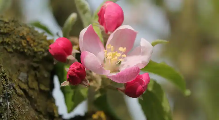Ferielejlighed ved Østersøkysten Tyskland