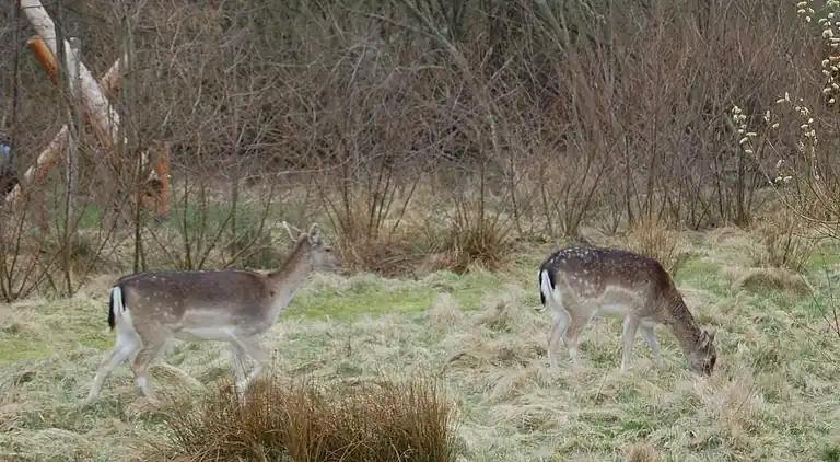Sommerhus ved Rindby Strand