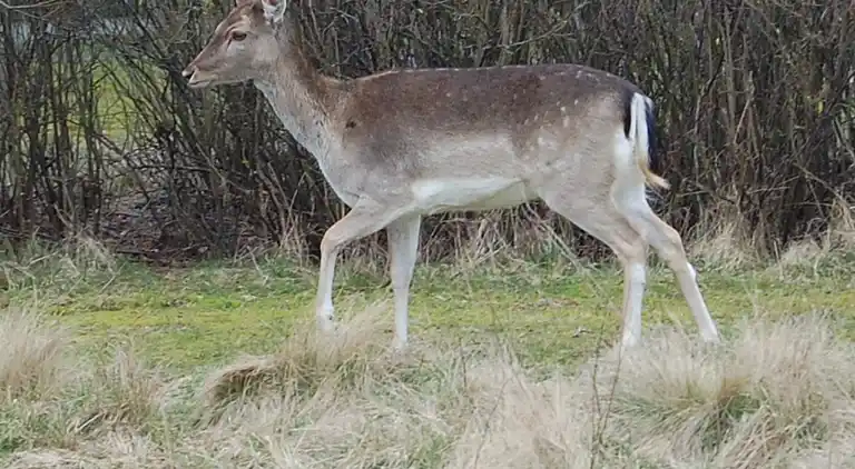Sommerhus ved Rindby Strand