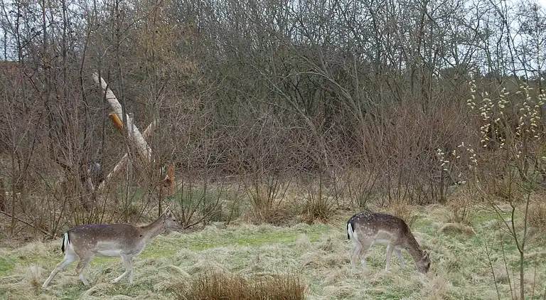 Sommerhus ved Rindby Strand