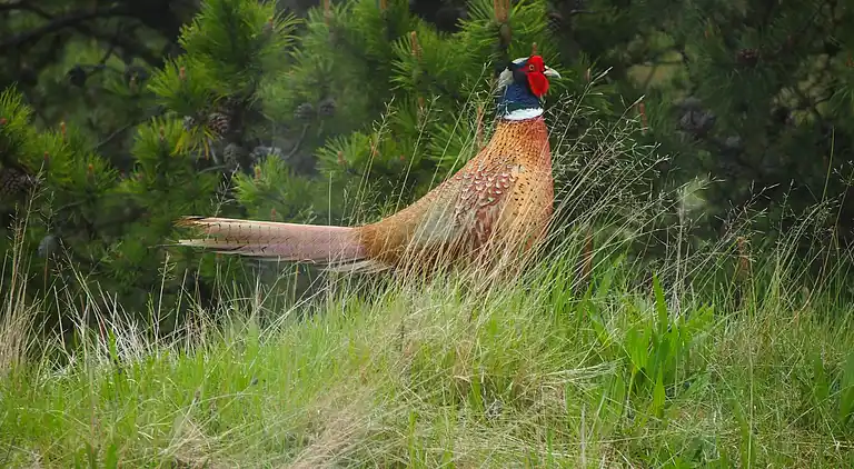 Sommerhus på Fanø