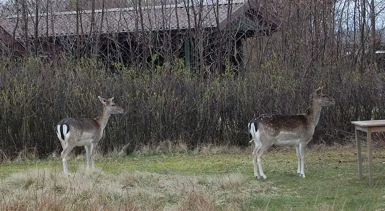 Sommerhus ved Rindby Strand