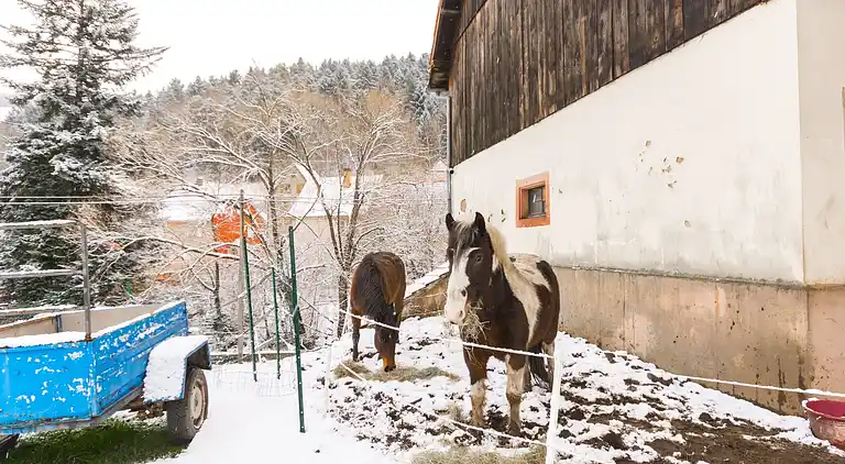Holiday home in Metzeral