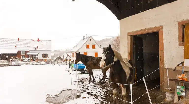 Holiday home in Metzeral