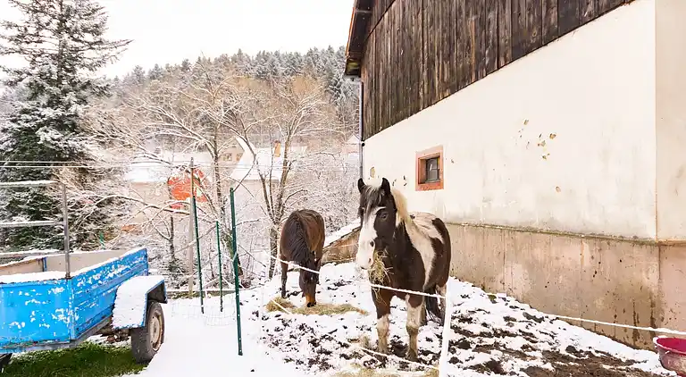 Holiday home in Metzeral