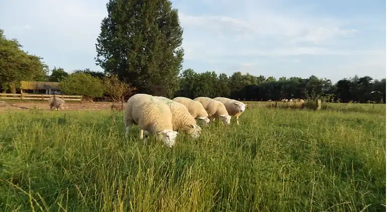 Holiday home in Horssen