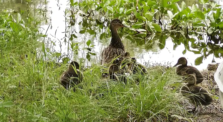 Holiday home in Mora