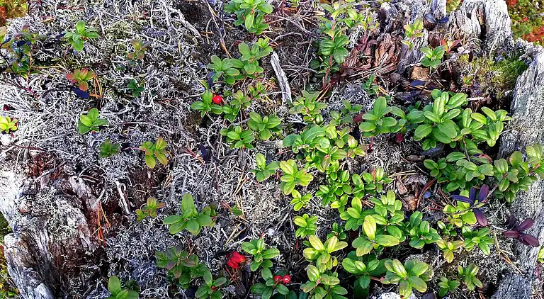 Casa vacanze in Malung NV